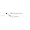 Ø4mm Clockwise hydraulic connection to braze 